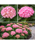 Hydrangea Мірай цвітіння
